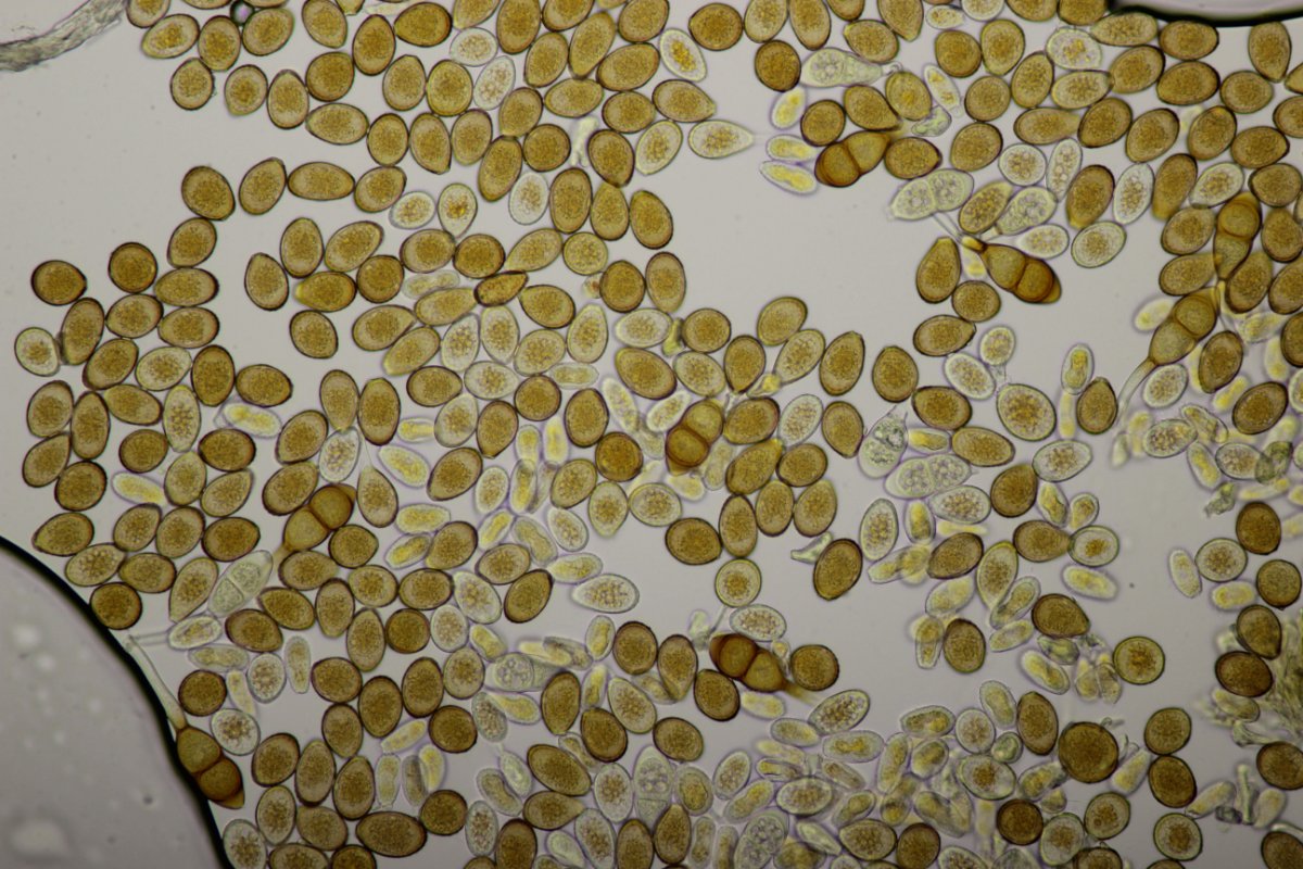 Effringhauser Schweiz-0045.jpg