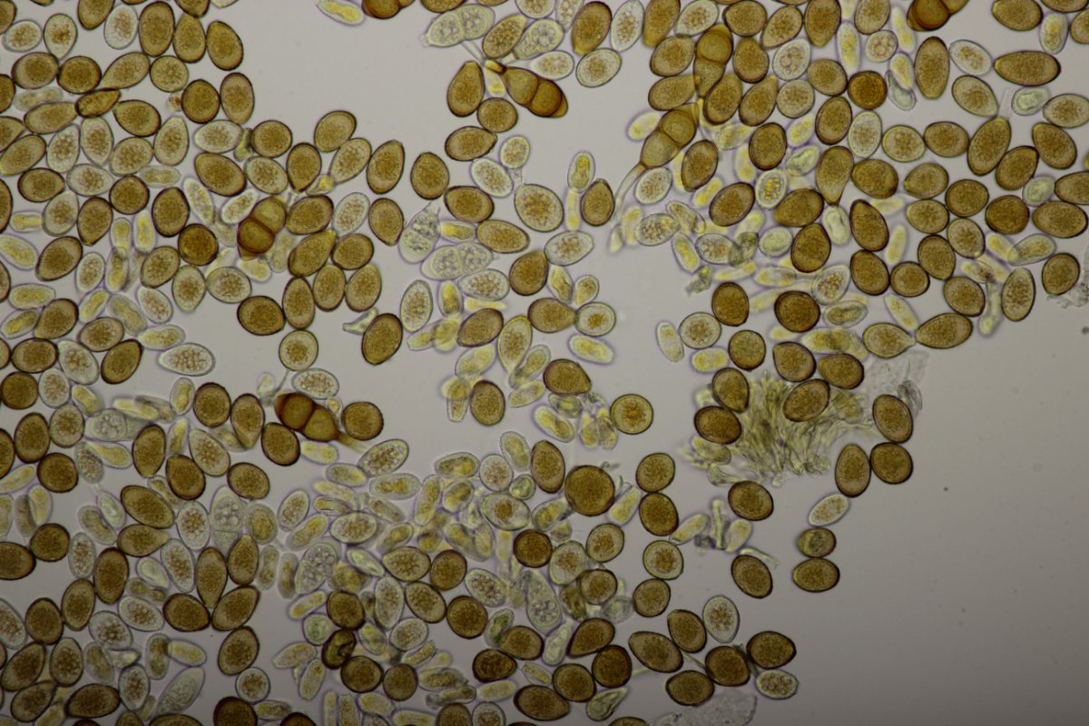 Effringhauser Schweiz-0046.jpg