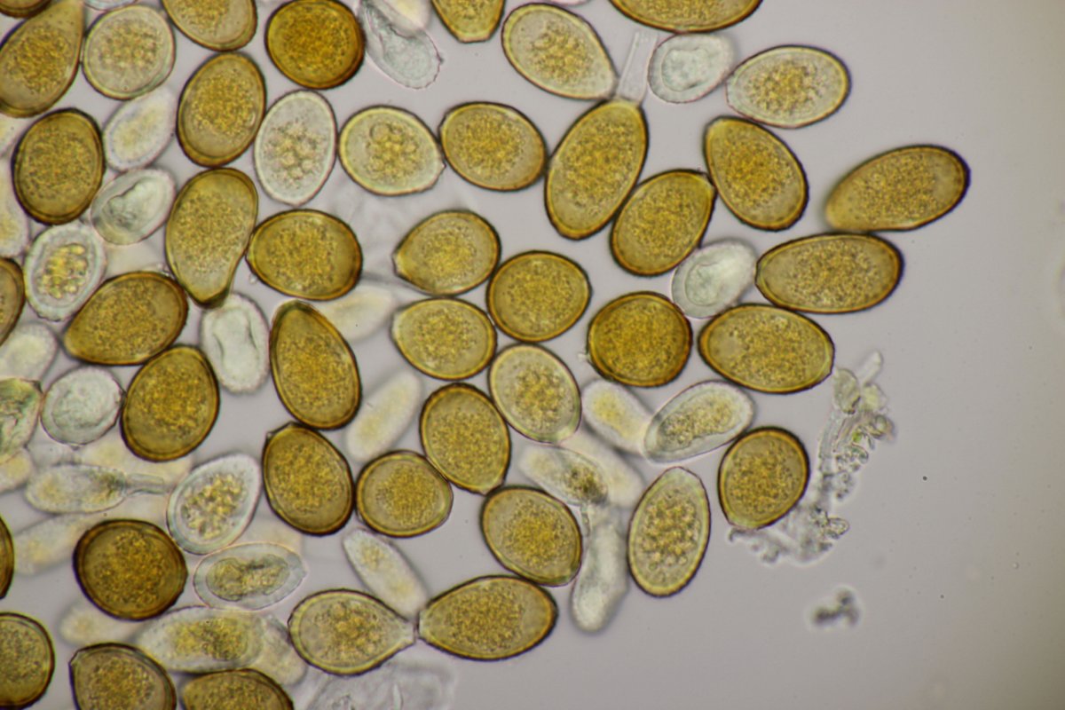 Effringhauser Schweiz-0049.jpg