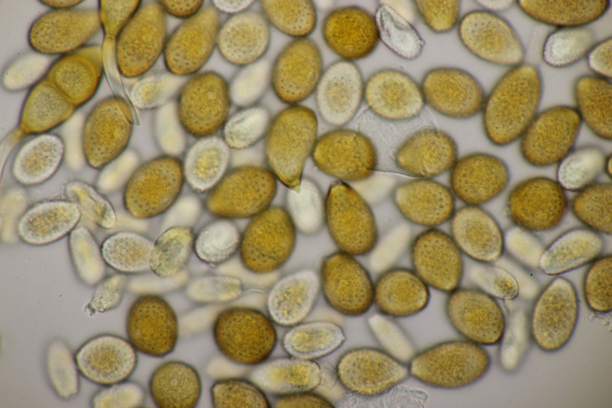 Effringhauser Schweiz-0050.jpg