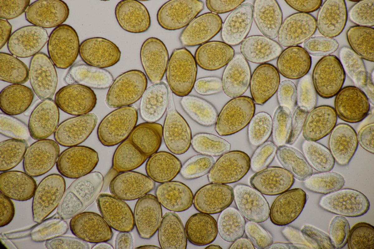 Effringhauser Schweiz-0051.jpg