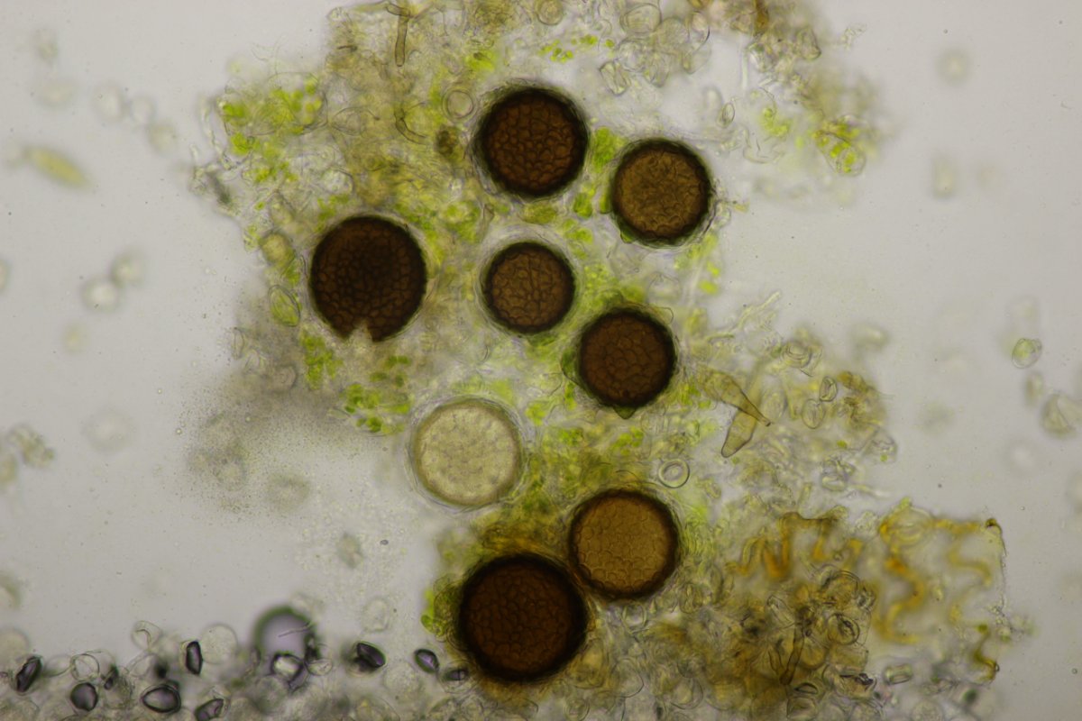 Effringhauser Schweiz-0053.jpg