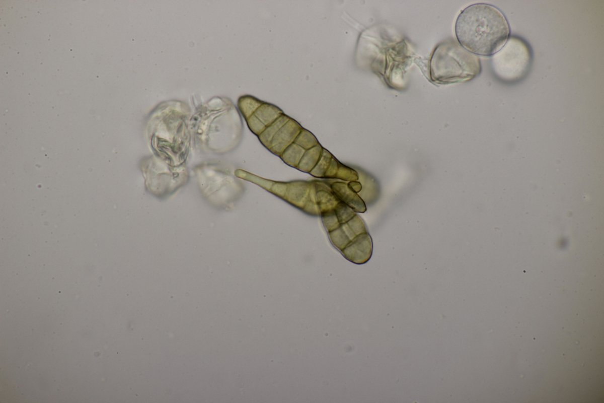 Effringhauser Schweiz-0056.jpg