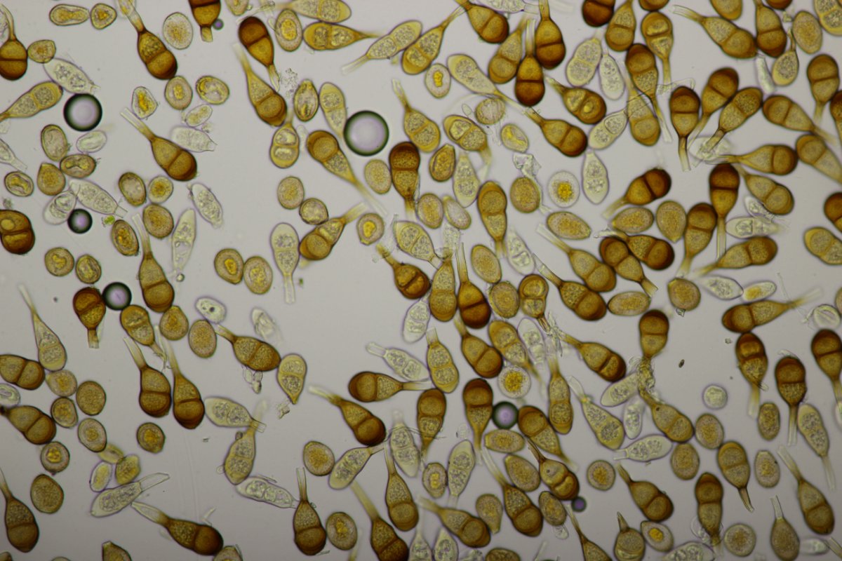 Effringhauser Schweiz-0060.jpg