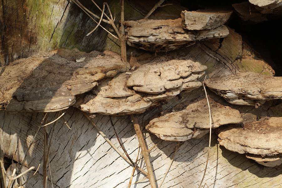 etwas knubbeliger wachsende Fruchtkörper am Ende der Strecke