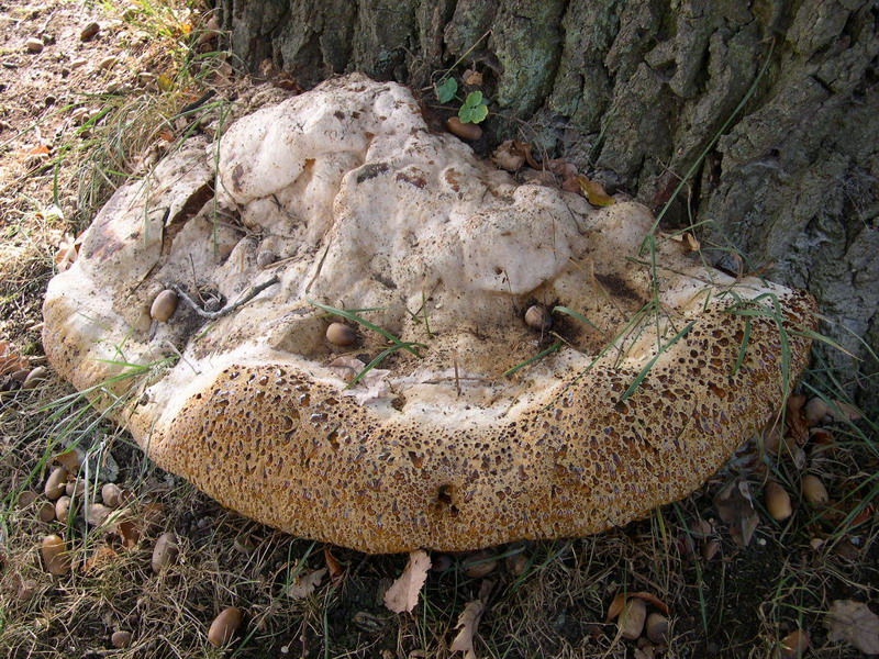 Inonotus dryadeus-a.JPG