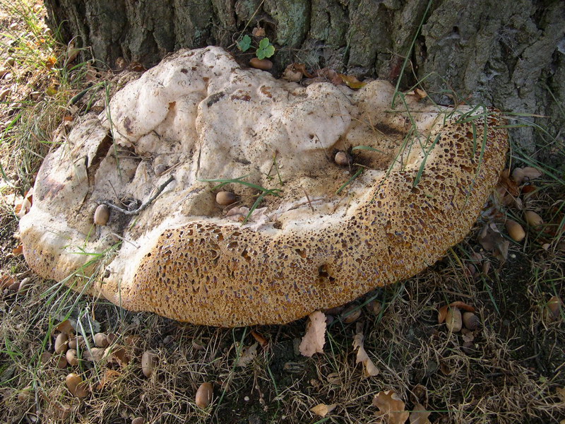 Inonotus dryadeus-b.JPG