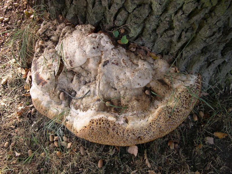 Inonotus dryadeus-c.JPG