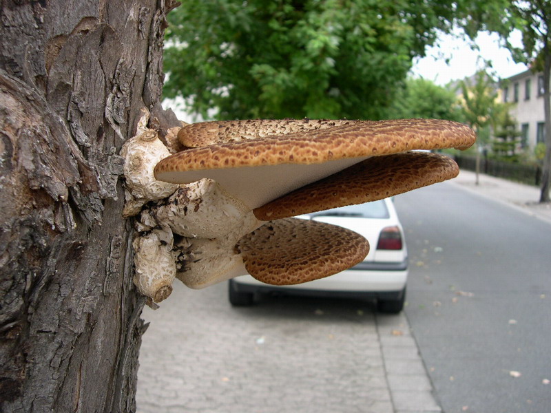 Polyporus squamosus-u.JPG