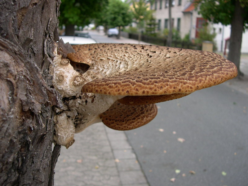 Polyporus squamosus-v.JPG