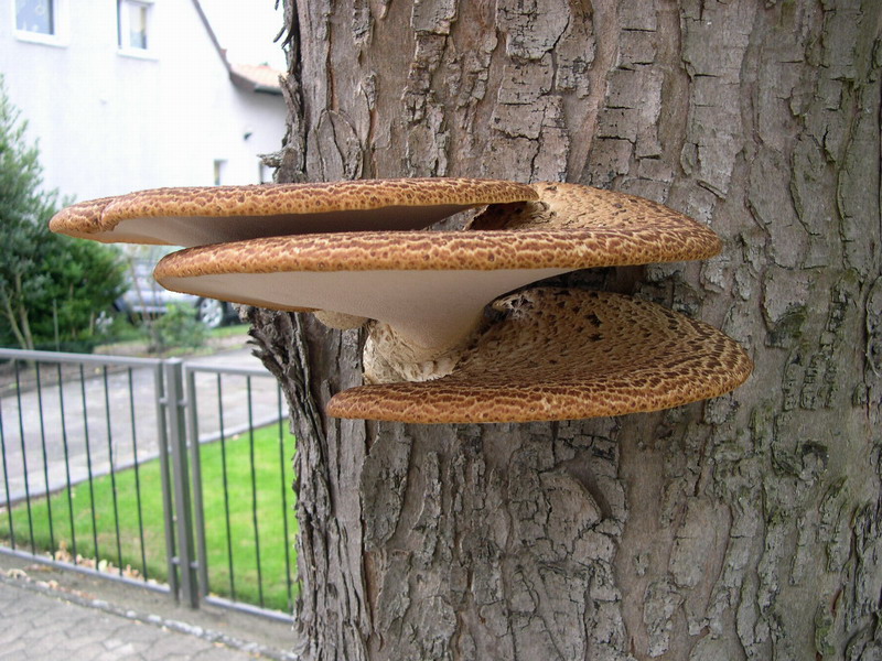 Polyporus squamosus-w.JPG