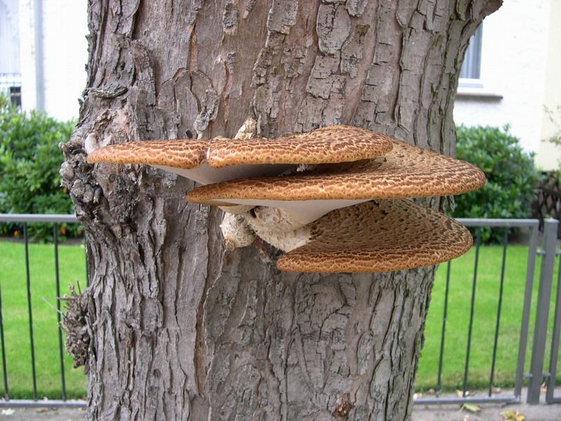 Polyporus squamosus-x.JPG