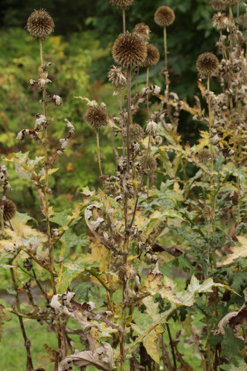 Botanischer Garten Duisburg-0004.jpg