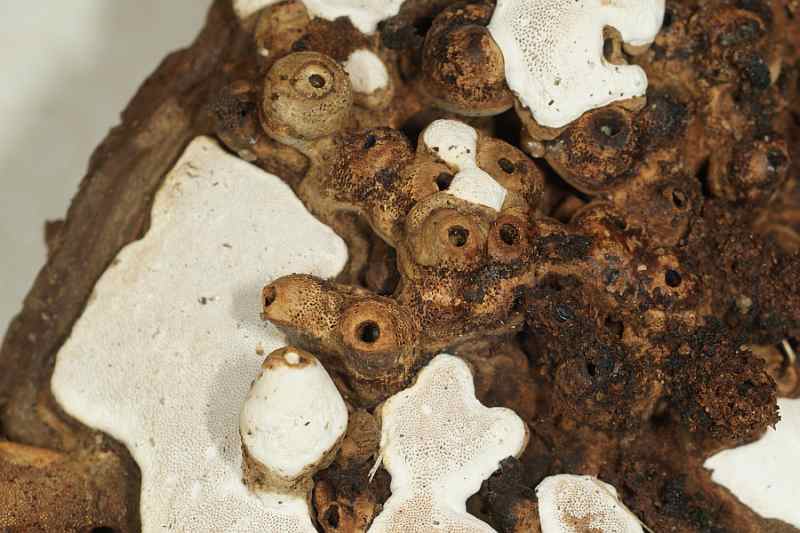 Pilz vom Anfang der Strecke mit weißer Porenschicht und Wohnröhren eines Schwammkäfers