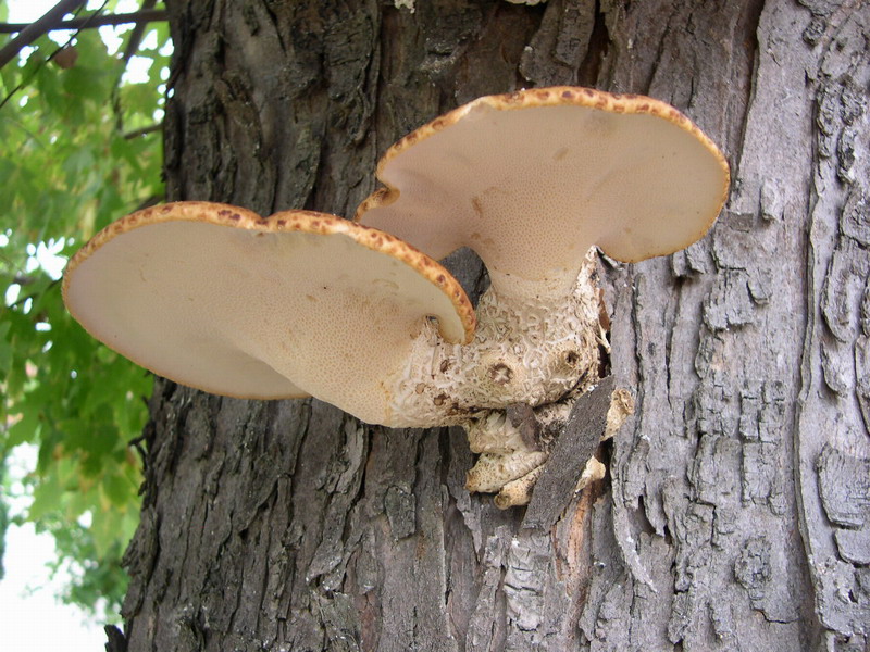 Polyporus squamosus-y.JPG