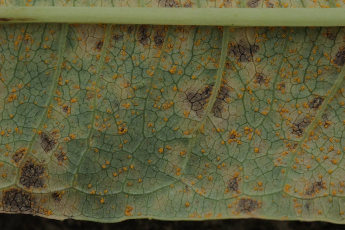 Gleispark Frintrop-0004.jpg