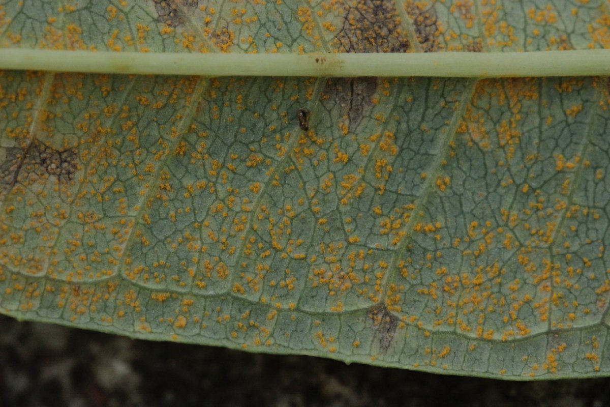 Gleispark Frintrop-0006.jpg