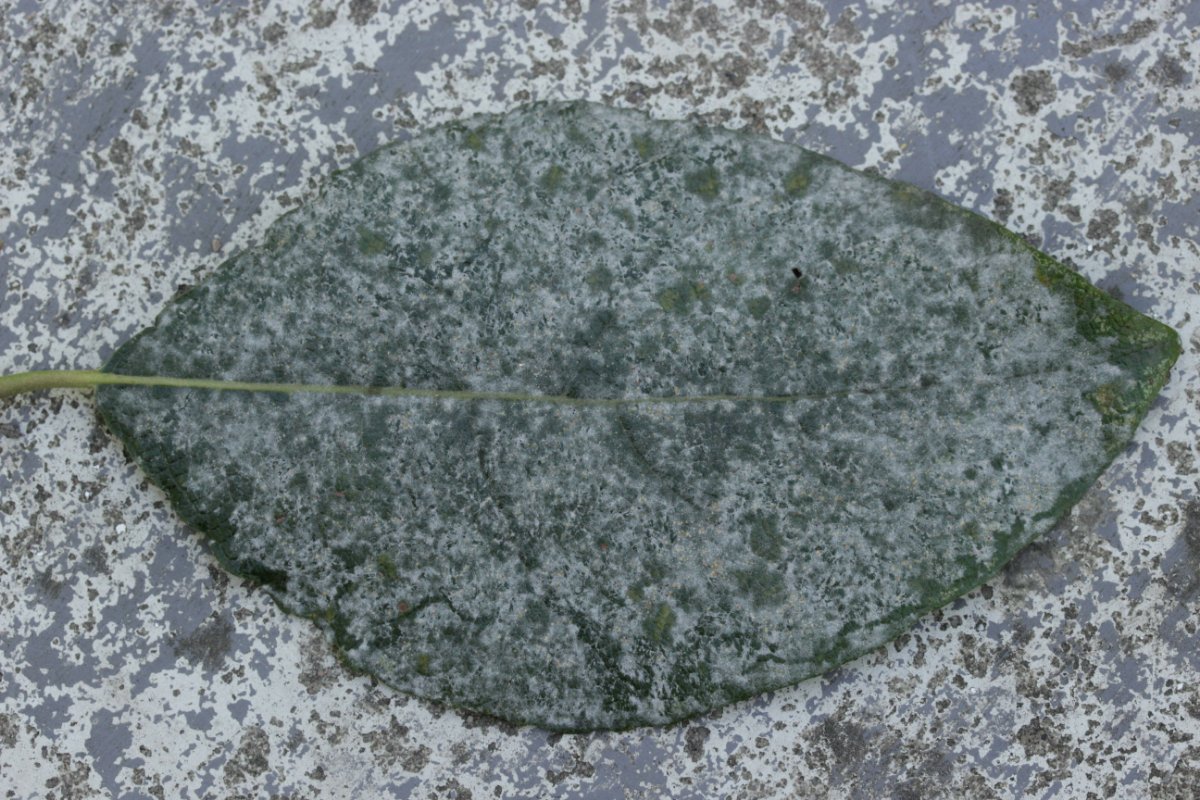 Gleispark Frintrop-0007.jpg