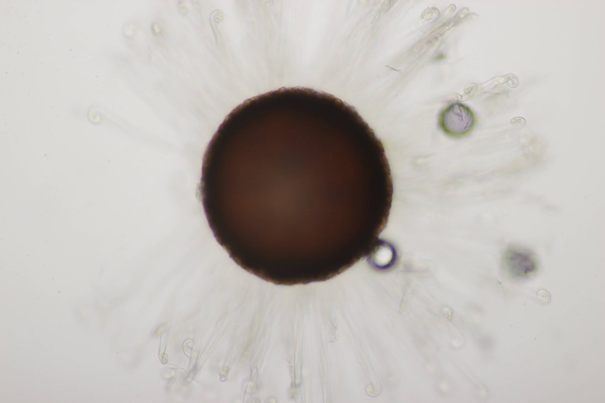 Gleispark Frintrop-0045.jpg