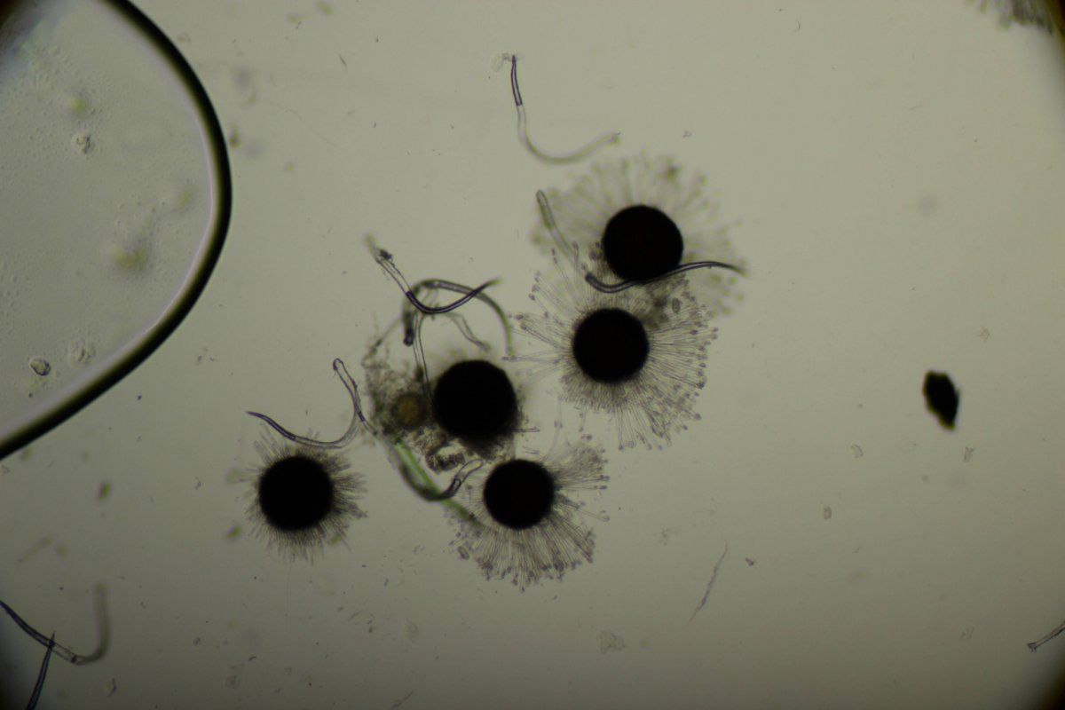 Gleispark Frintrop-0047.jpg