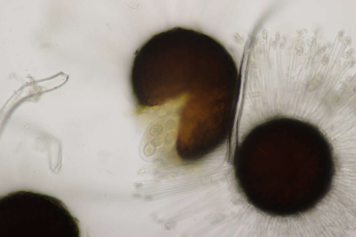 Gleispark Frintrop-0050.jpg