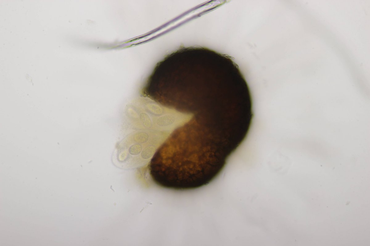 Gleispark Frintrop-0054.jpg