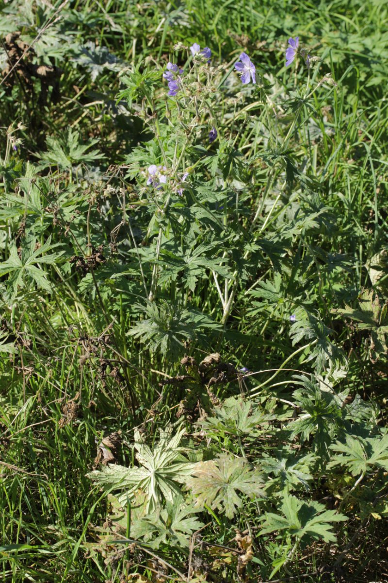 Gleispark Frintrop-0020.jpg