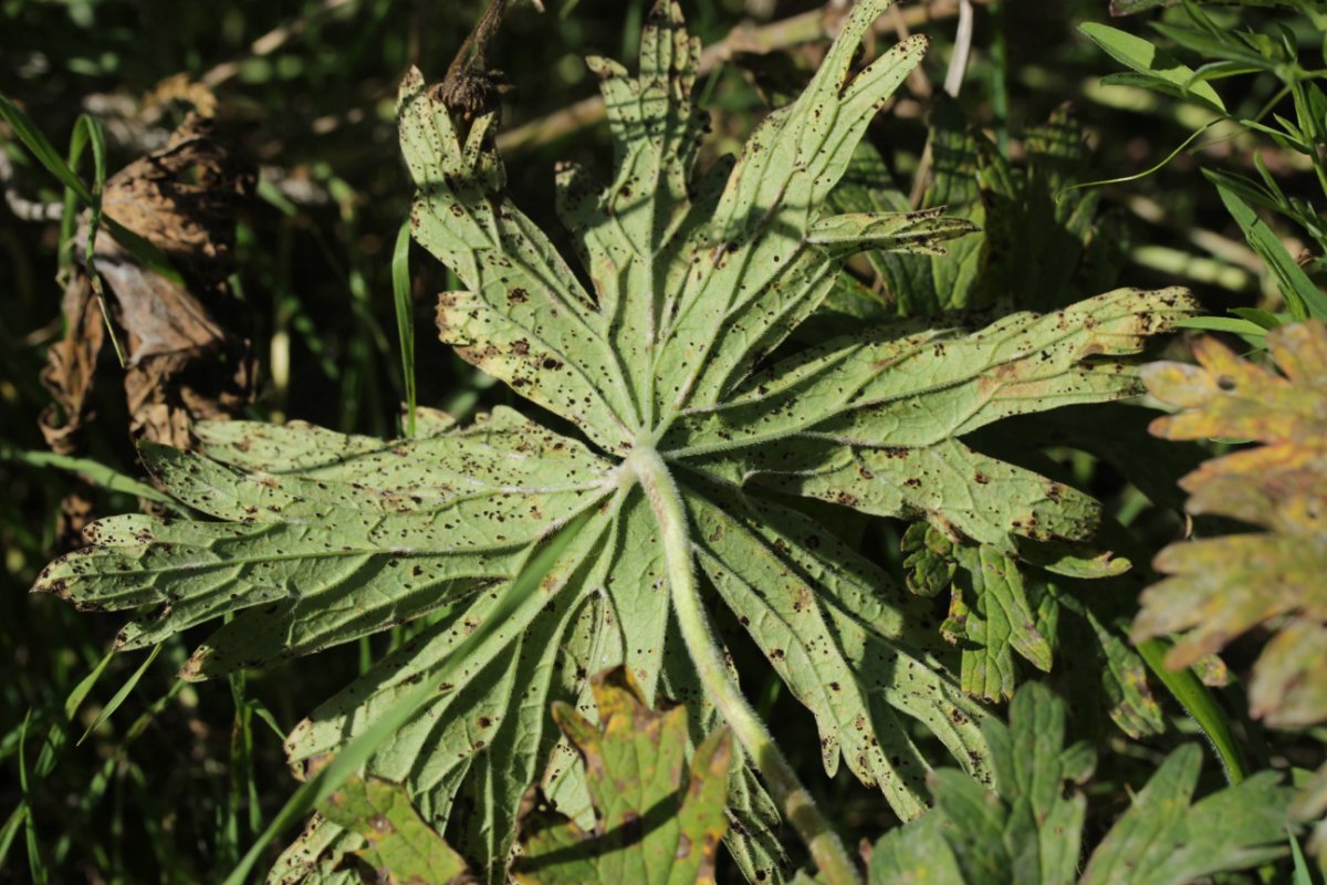 Gleispark Frintrop-0022.jpg