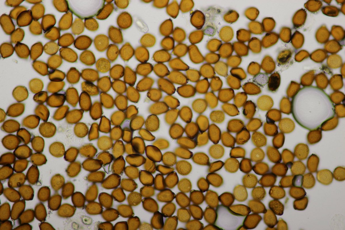 Gleispark Frintrop-0056.jpg