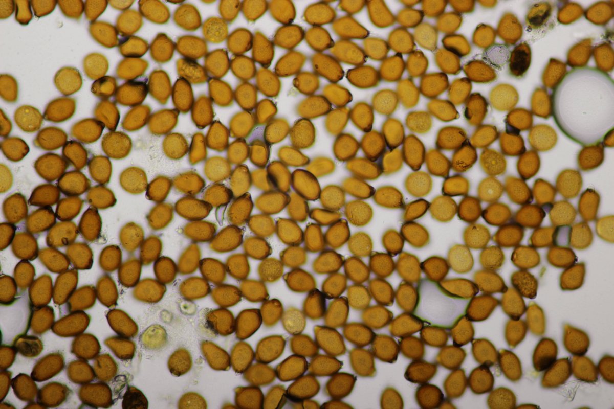 Gleispark Frintrop-0057.jpg