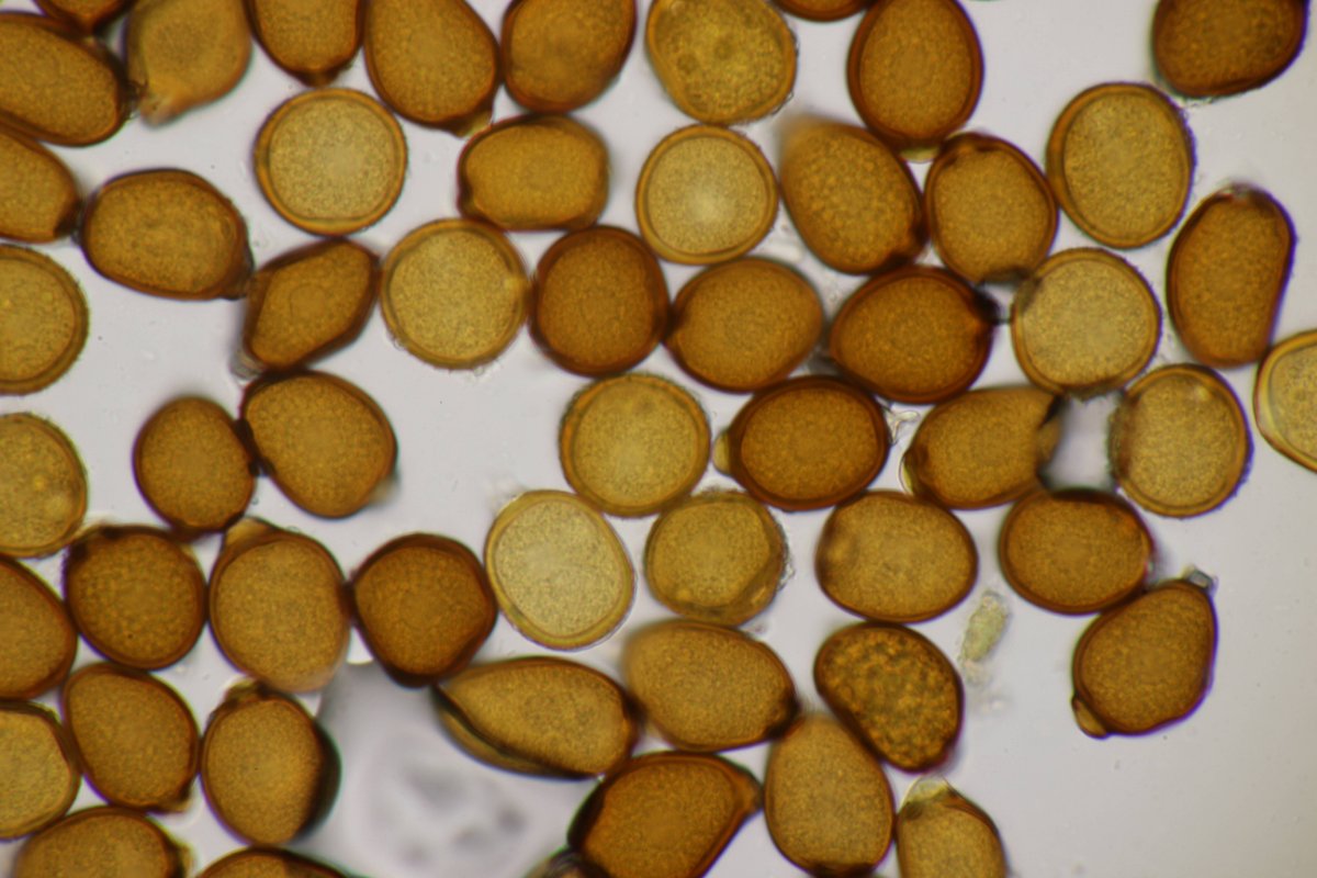 Gleispark Frintrop-0059.jpg