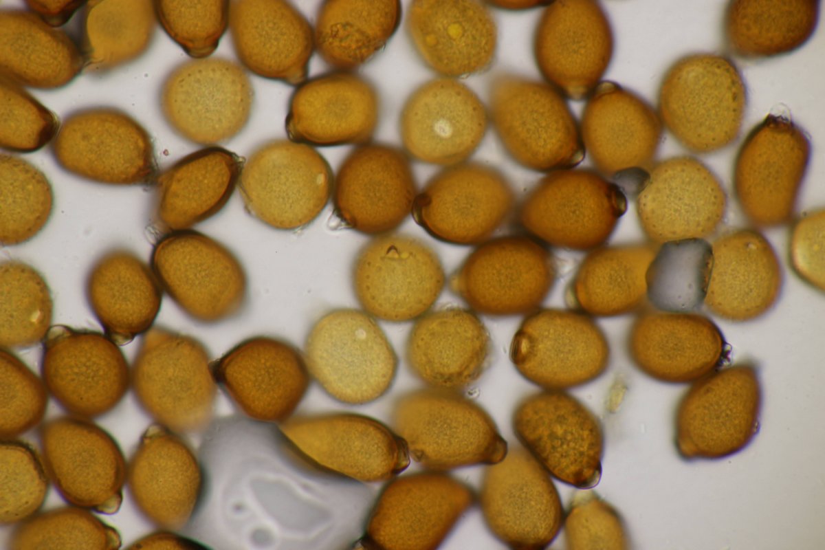 Gleispark Frintrop-0060.jpg