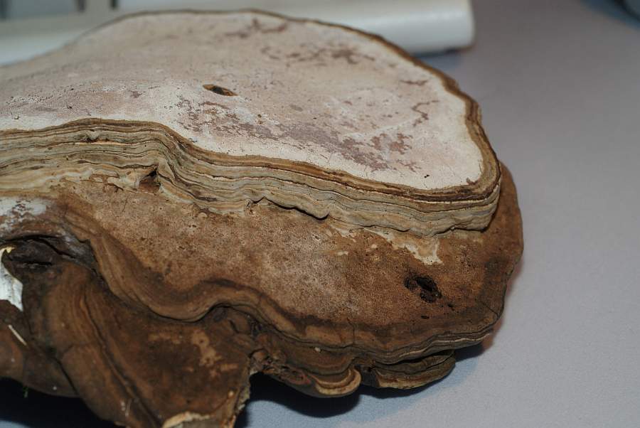 Kantige Zuwachsschichten