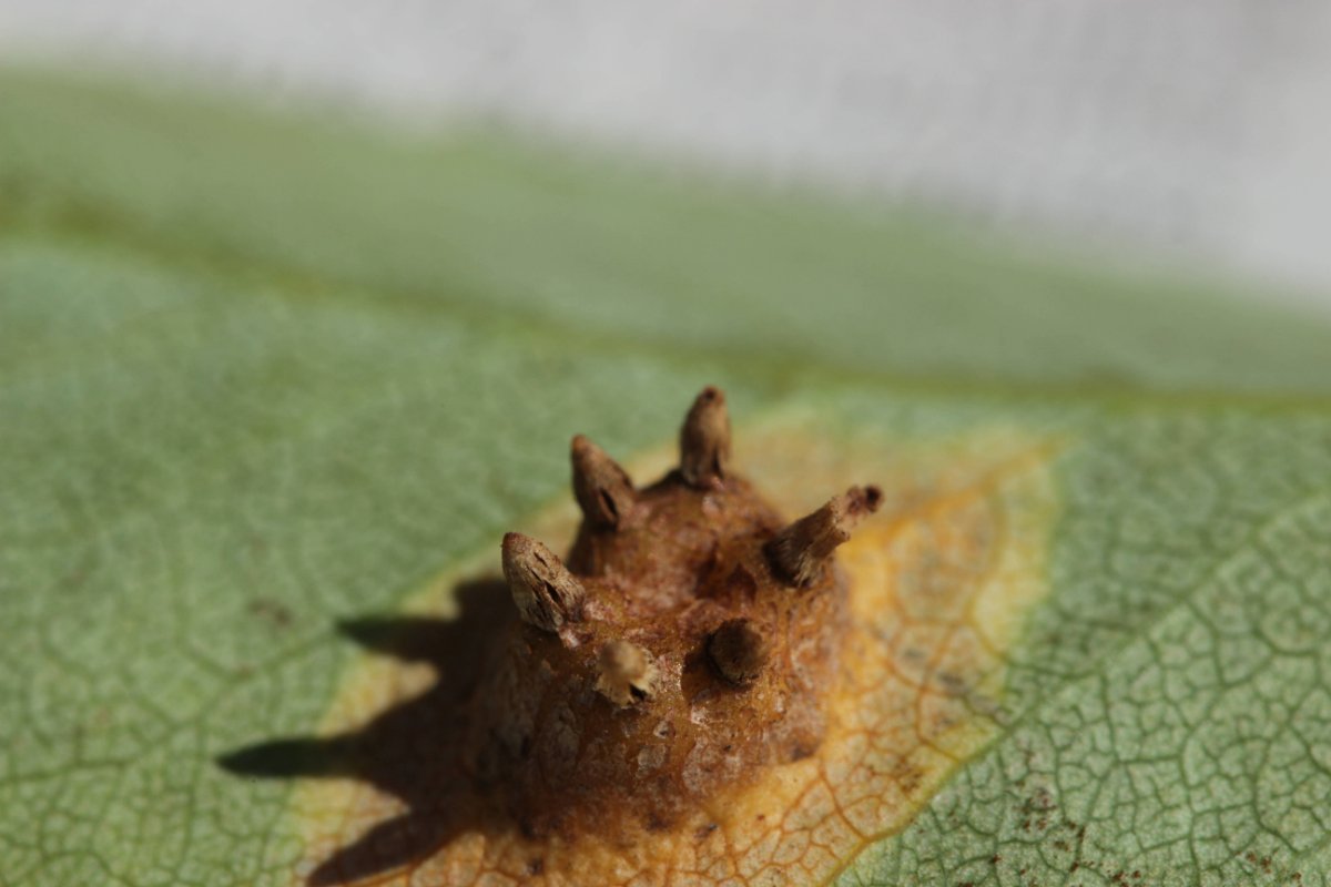 Gleispark Frintrop-0024.jpg