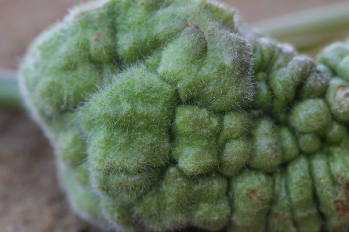 Gleispark Frintrop-0034.jpg