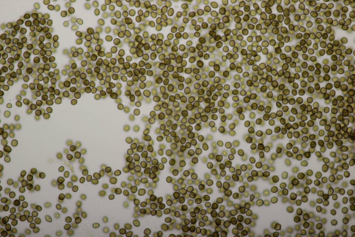 Gleispark Frintrop-0040.jpg