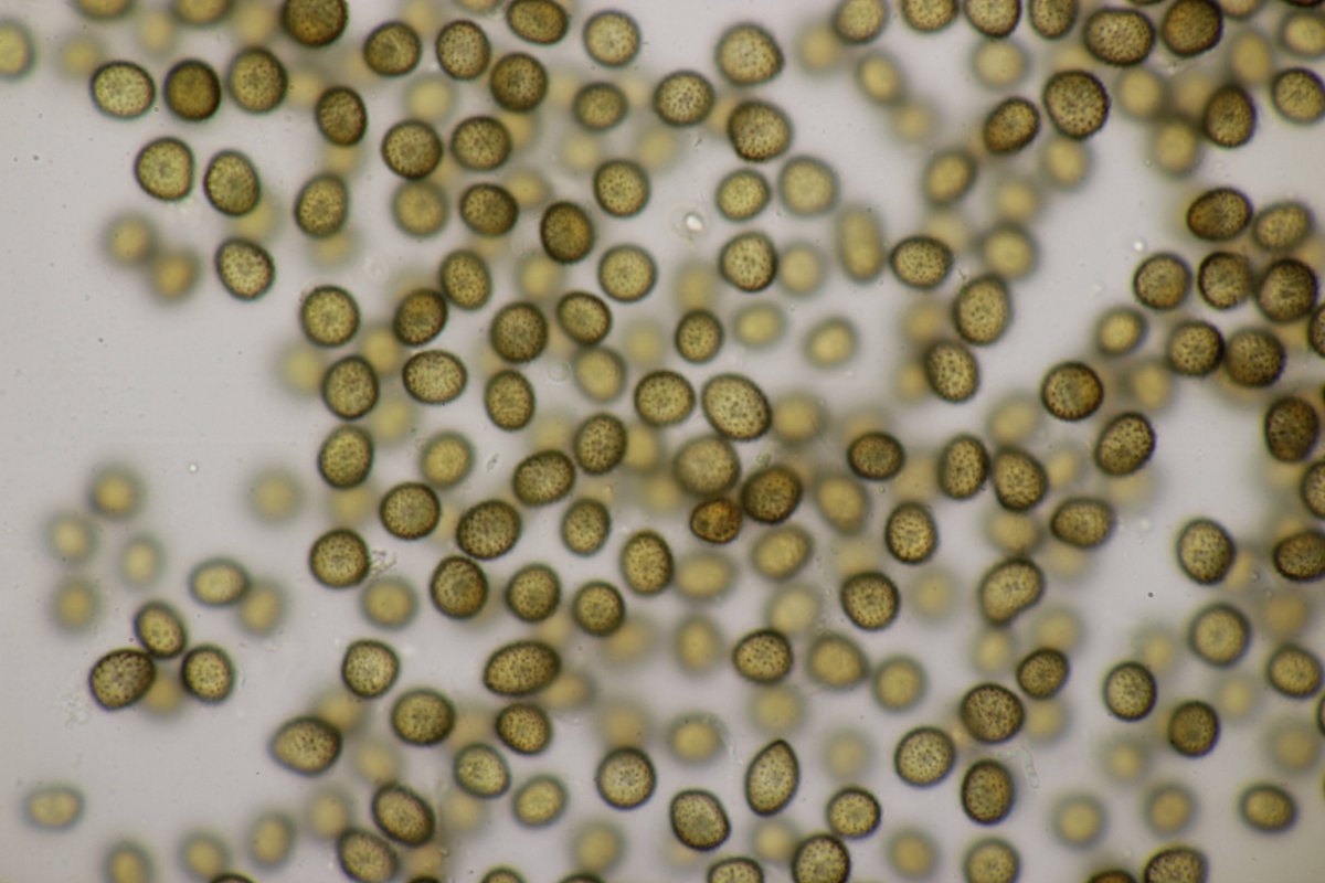 Gleispark Frintrop-0041.jpg