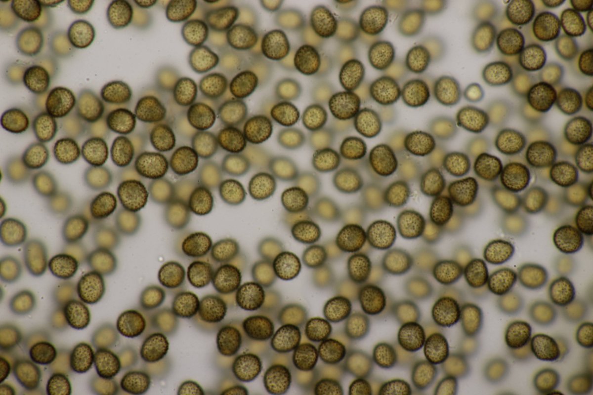 Gleispark Frintrop-0042.jpg