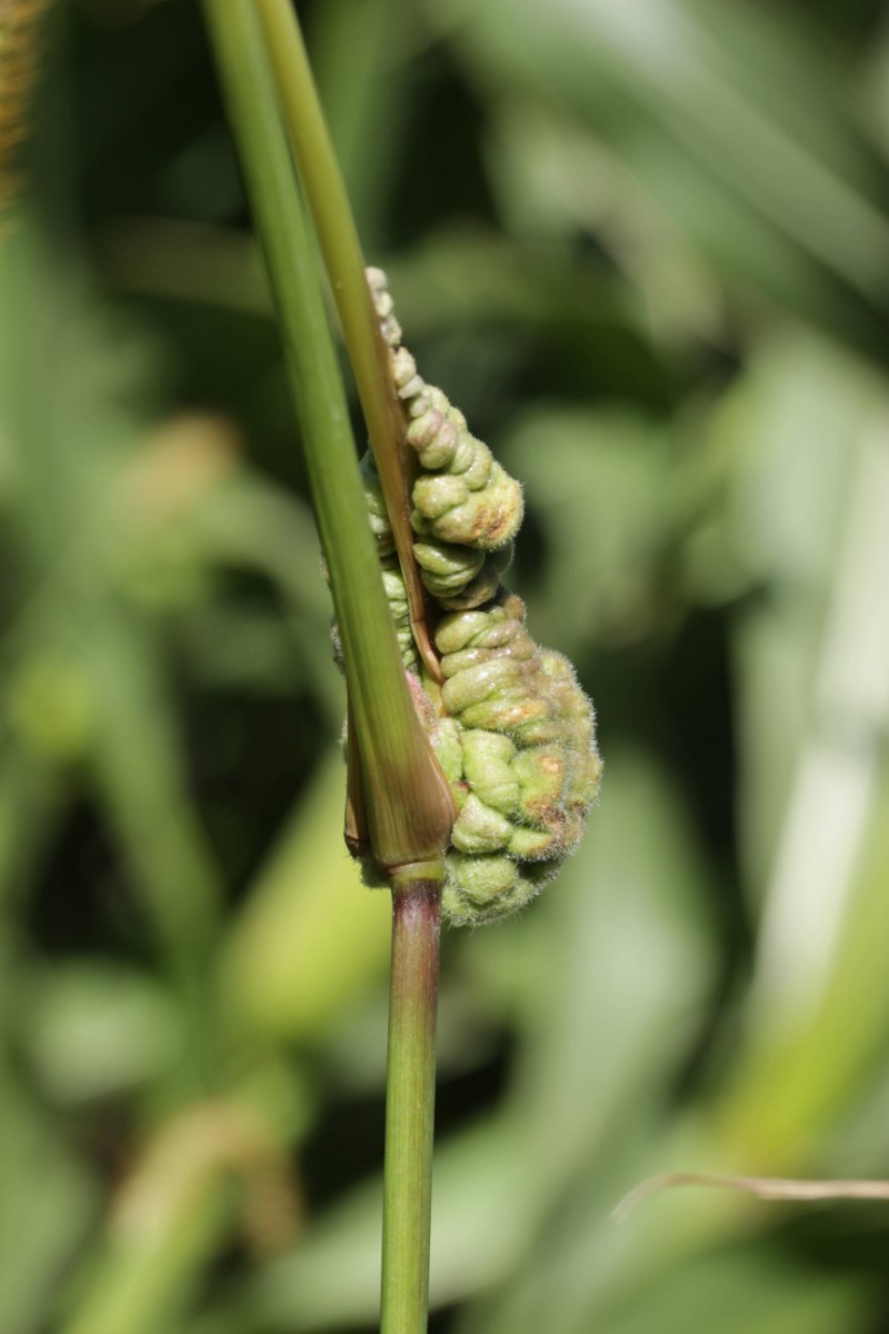 Gleispark Frintrop-0032.jpg