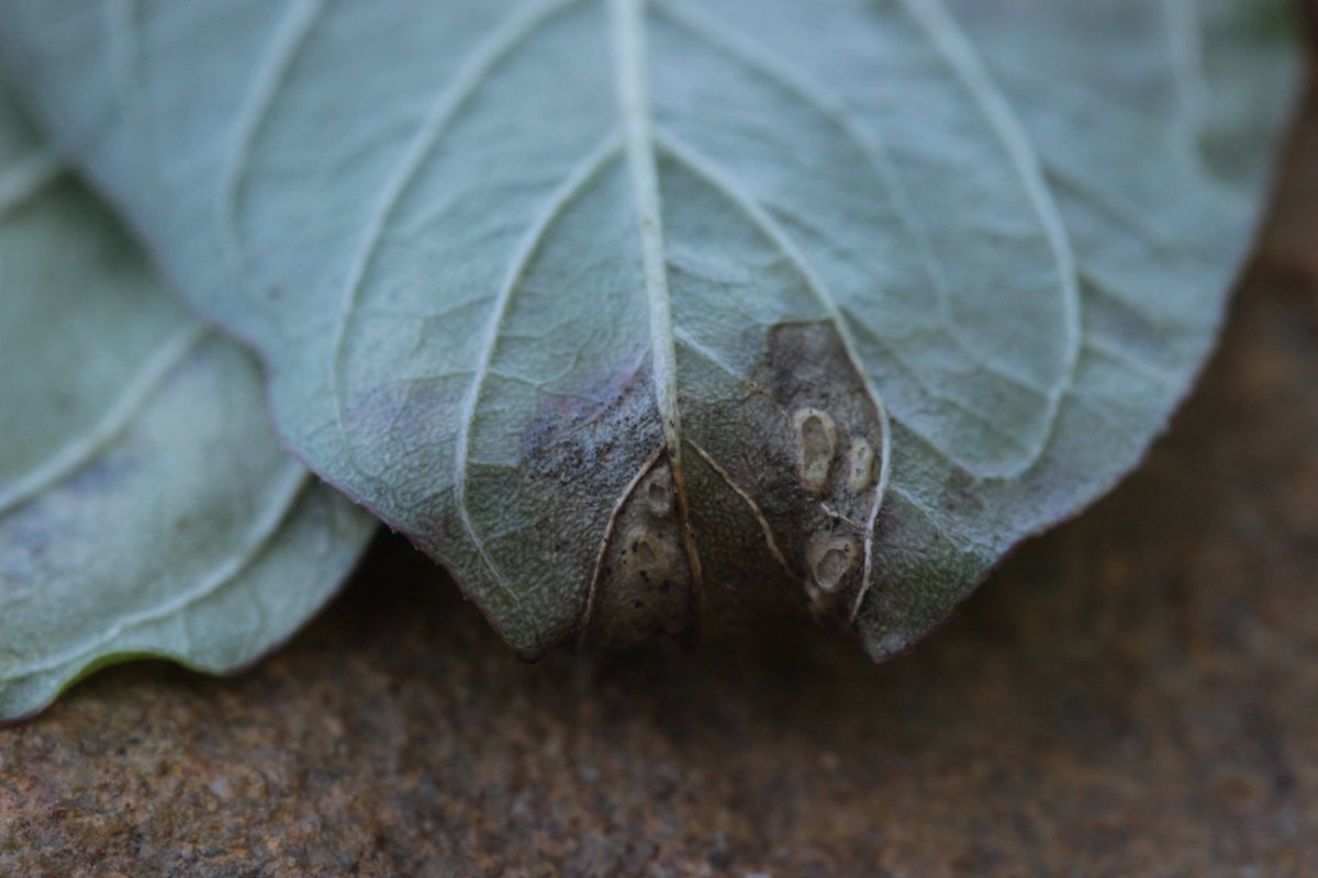 Gleispark Frintrop-0035.jpg