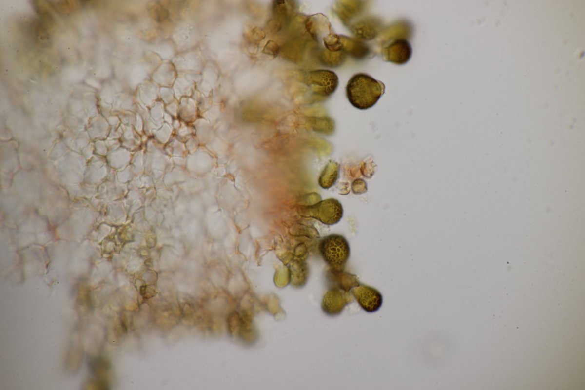 Gleispark Frintrop-0067.jpg