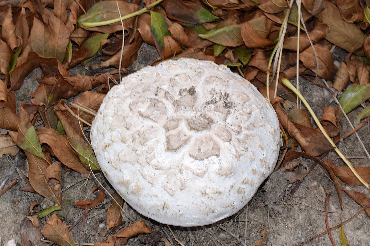 Agaricus bernardii