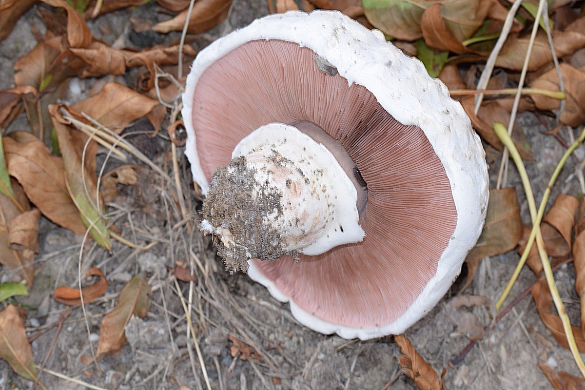 Agaricus bernardii