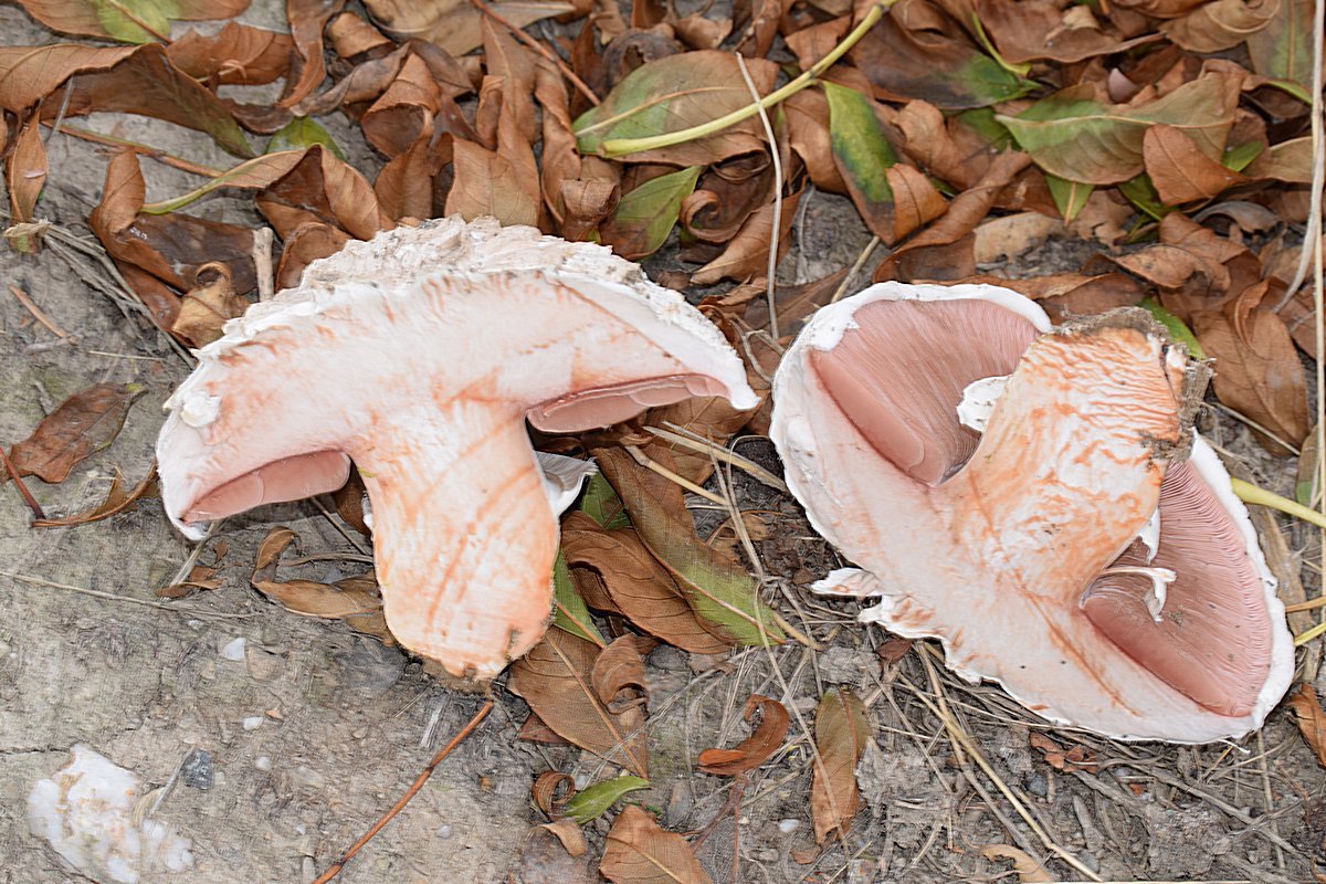 Agaricus bernardii