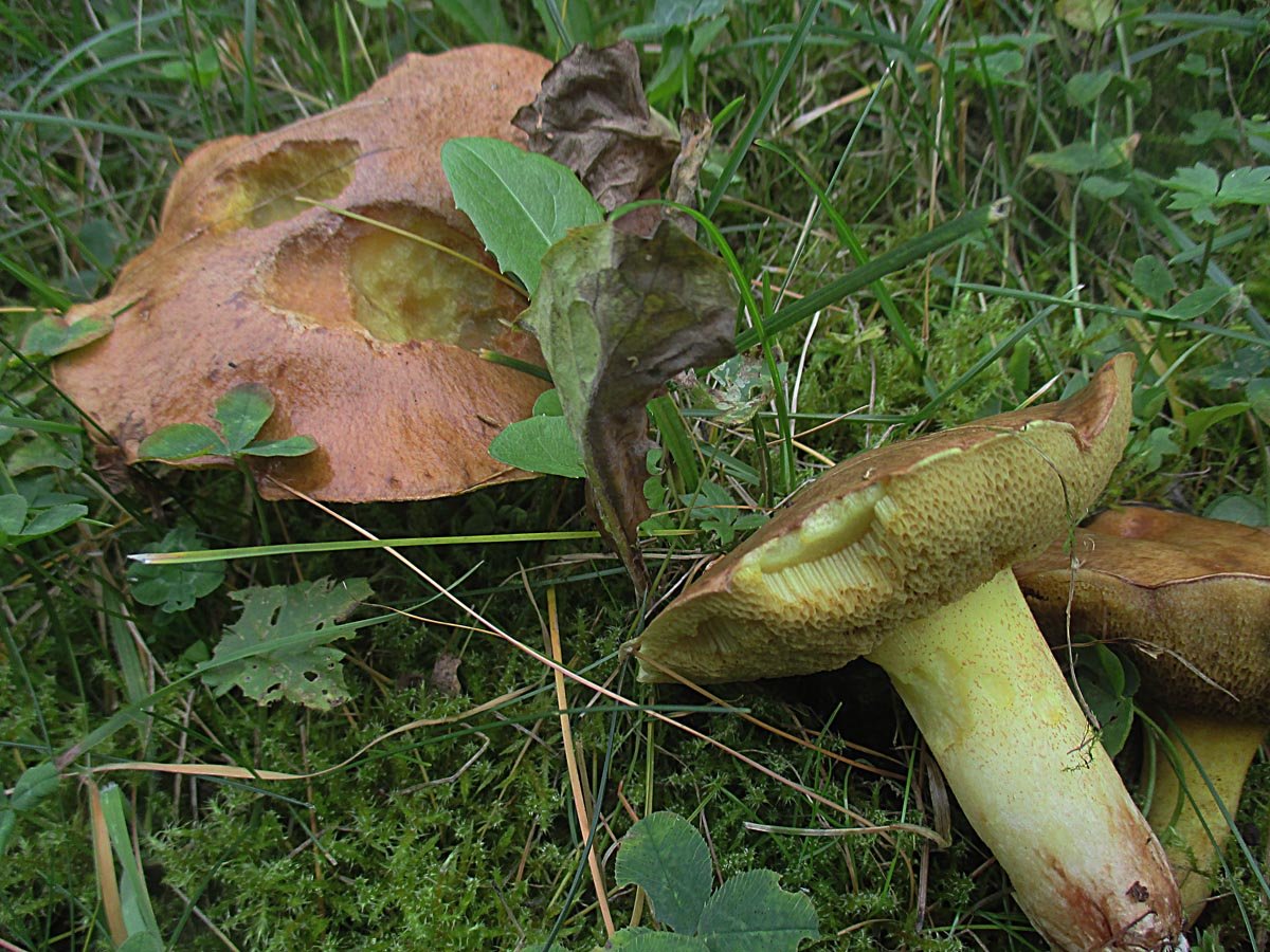 Ringloser Butterpilz.jpg