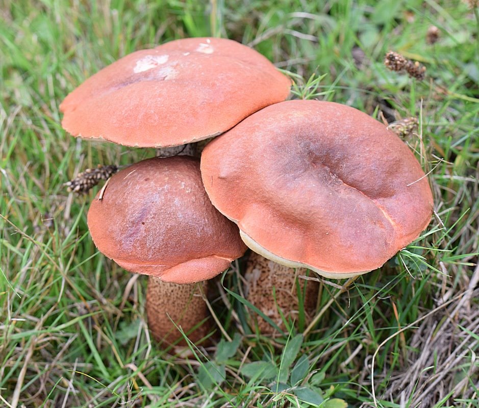 Leccinum quercinum /  Eichen - Rotkappe