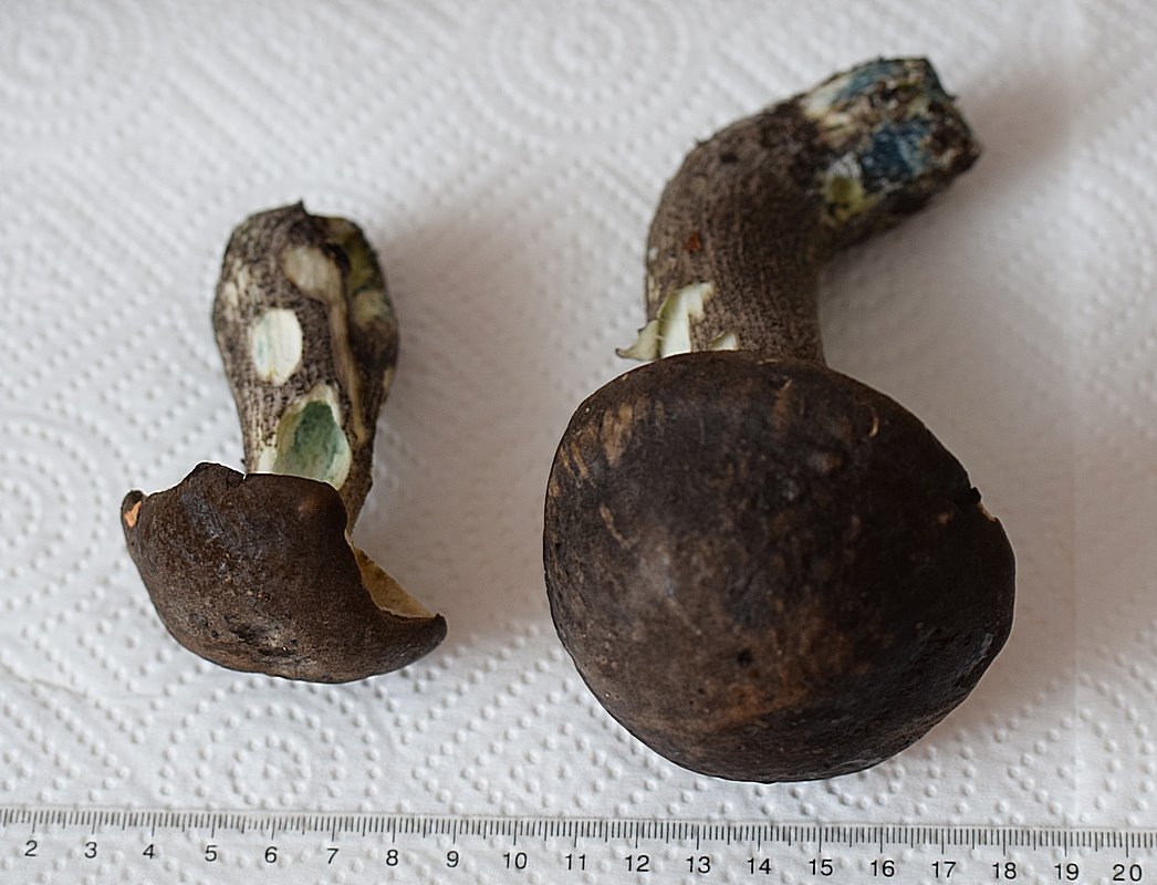 Leccinum variicolor