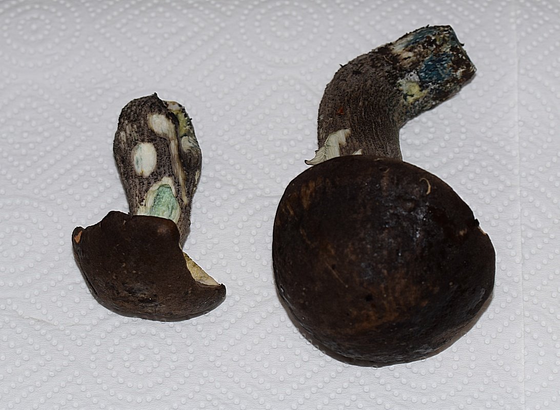 Leccinum variicolor