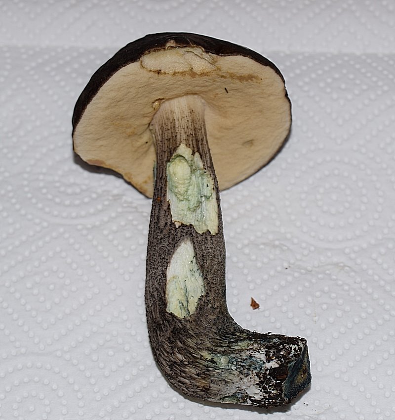 Leccinum variicolor