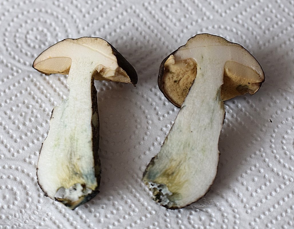 Leccinum variicolor